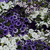 Petunia Montage