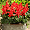 Salvia Desert Fire Salvia Desert Fire
