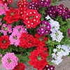 Verbena Glory Days Verbena Glory Days