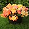 Begonia Amber Delight