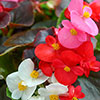 Begonia semperflorens Sahara