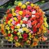 Begonia Super Cascade