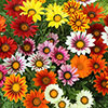Gazania Sunrise Mix Gazania Sunrise Mix