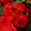 Upright Zonal Geranium Upright Zonal Geranium