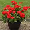 Upright Zonal Geranium Upright Zonal Geranium