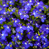 Lobelia Royal Blue