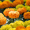 Marigold African Sun Mix