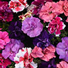 Petunia Bolero Petunia Bolero