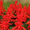 Salvia Desert Fire