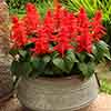 Salvia Desert Fire