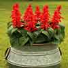 Salvia Desert Fire