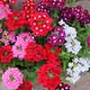 Verbena Glory Days