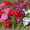 Verbena Glory Days