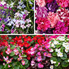 Midsummer Planting Collection Midsummer Planting Collection