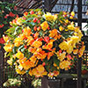 Begonia Apricot Fiery Shades