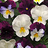 Pansy Cool Wave Berries & Cream