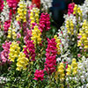 Antirrhinum Mini Butterflies Mix