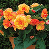 Begonia On Top Sun Glow Begonia On Top Sun Glow
