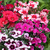Dianthus Coronet Mix Dianthus Coronet Mix