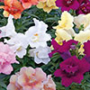 Antirrhinum Twinny Mix
