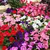 Petunia Wave Mix