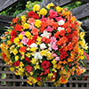 Begonia Super Cascade Mix