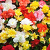 Begonia Super Cascade Mix