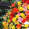 Begonia Super Cascade Mix