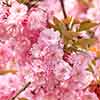 Flowering Cherry Kanzan Flowering Cherry Kanzan