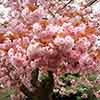 Flowering Cherry Kanzan Flowering Cherry Kanzan