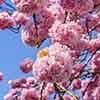 Flowering Cherry Kanzan Flowering Cherry Kanzan