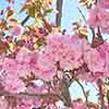 Flowering Cherry Kanzan Flowering Cherry Kanzan