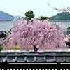 Weeping Cherry Tree Kiku Shidare Zakura Weeping Cherry Tree Kiku Shidare Zakura