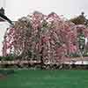Weeping Cherry Tree Kiku Shidare Zakura Weeping Cherry Tree Kiku Shidare Zakura
