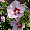 Hibiscus syriacus Hamabo