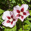 Hibiscus syriacus Hamabo