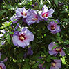 Hibiscus syriacus Marina