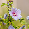 Hibiscus syriacus Marina