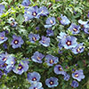 Hibiscus syriacus Marina