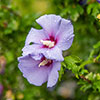 Hibiscus syriacus Marina