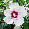 Hibiscus Tricolour Standard