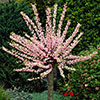 Flowering Cherry Almond Prunus triloba Standard