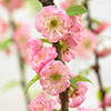 Flowering Cherry Almond Prunus triloba Standard
