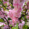 Flowering Cherry Almond Prunus triloba Standard
