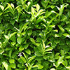 Cherry Laurel - Prunus laurocerasus Cherry Laurel - Prunus laurocerasus