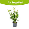 Cherry Laurel - Prunus laurocerasus Cherry Laurel - Prunus laurocerasus