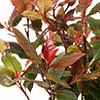 Photinia Little Red Robin