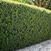 Ilex crenata Green Hedge Japanese Holly