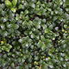 Ilex crenata Green Hedge Japanese Holly