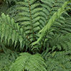 Tree Fern Dicksonia Antarctica Tree Fern Dicksonia Antarctica